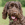 Labradoodle